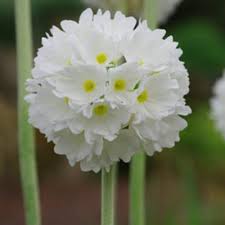 Attēlu rezultāti vaicājumam “Primulaceae”