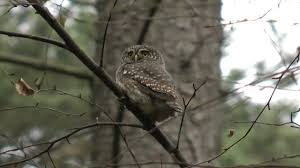 Attēlu rezultāti vaicājumam “Glaucidium passerinum adult”