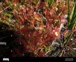Attēlu rezultāti vaicājumam “Drosera x obovata leaf”