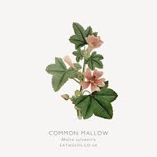 Image result for Malva sylvestris
