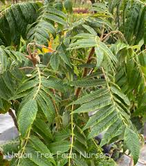Attēlu rezultāti vaicājumam “Rhus typhina leaf”