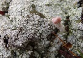 Attēlu rezultāti vaicājumam “Dibaeis baeomyces”