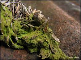 Attēlu rezultāti vaicājumam “Micarea sp.”