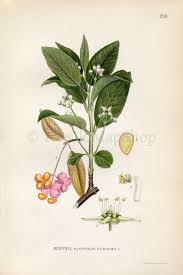 Attēlu rezultāti vaicājumam “Euonymus europaeus flower”