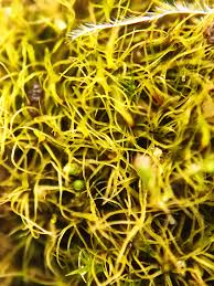Attēlu rezultāti vaicājumam “Leptobryum pyriforme sporophyte”