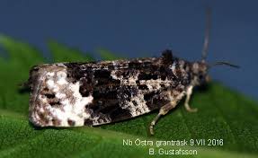 Attēlu rezultāti vaicājumam “Apotomis betuletana”