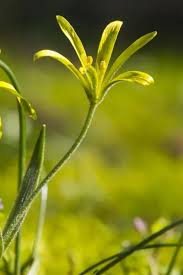 Attēlu rezultāti vaicājumam “Gagea pratensis”