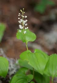 Attēlu rezultāti vaicājumam “Maianthemum bifolium leaf”