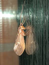 Attēlu rezultāti vaicājumam “Potamophylax”