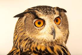 Attēlu rezultāti vaicājumam “Bubo bubo”