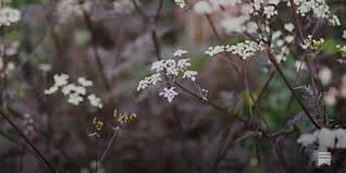 Attēlu rezultāti vaicājumam “Anthriscus sylvestris flower”