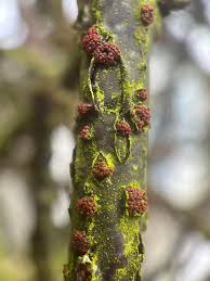 Attēlu rezultāti vaicājumam “Nectria cinnabarina”