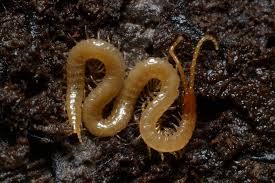 Attēlu rezultāti vaicājumam “Geophilidae”