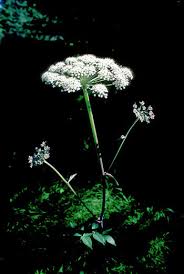Attēlu rezultāti vaicājumam “Angelica palustris flower”