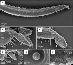 Attēlu rezultāti vaicājumam “Capsus ater imago”