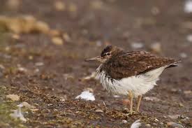 Attēlu rezultāti vaicājumam “Actitis hypoleucos”