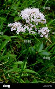 Image result for Baldrian