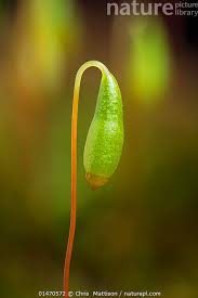 Attēlu rezultāti vaicājumam “Bryum capillare”