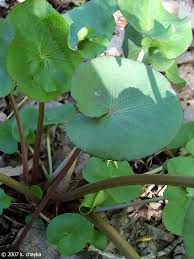 Attēlu rezultāti vaicājumam “Caltha palustris leaf”