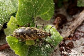 Attēlu rezultāti vaicājumam “Cleonis pigra”