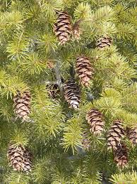 Attēlu rezultāti vaicājumam “Pseudotsuga menziesii flower”