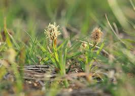 Attēlu rezultāti vaicājumam “Carex caryophyllea”
