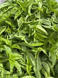 Attēlu rezultāti vaicājumam “Ocimum basilicum leaf”