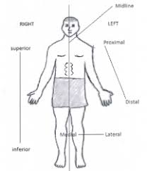 Image result for body midline