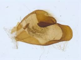 Attēlu rezultāti vaicājumam “Carcharodus floccifera upperside”