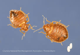 Image result for bed bugs