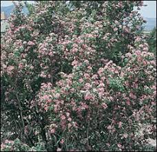 Attēlu rezultāti vaicājumam “Lonicera tatarica flower”