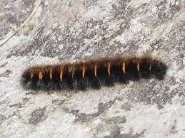 Attēlu rezultāti vaicājumam “Macrothylacia rubi larva”