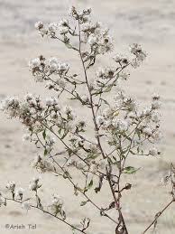 Attēlu rezultāti vaicājumam “Symphytocarpus sp.”