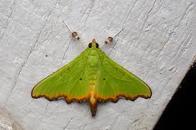 Attēlu rezultāti vaicājumam “Crambidae”