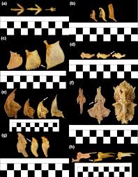 Image result for Cycleptus elongatus