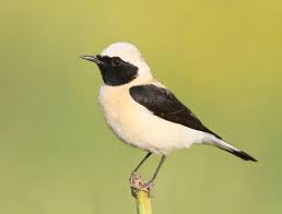 Image result for Oenanthe hispanica