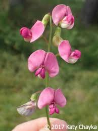 Attēlu rezultāti vaicājumam “Lathyrus sylvestris bud”
