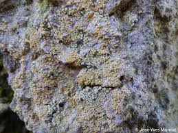 Attēlu rezultāti vaicājumam “Chaenotheca ferruginea”