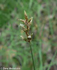 Attēlu rezultāti vaicājumam “Carex praecox”
