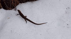 Attēlu rezultāti vaicājumam “Lacerta vivipara juvenile”