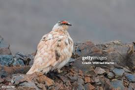 Attēlu rezultāti vaicājumam “Lagopus lagopus female”