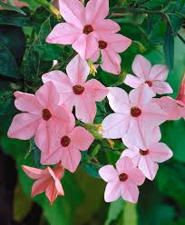 Image result for Nicotiana x sanderae