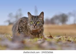 Attēlu rezultāti vaicājumam “Felis silvestris catus adult”