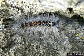 Attēlu rezultāti vaicājumam “Lymantria dispar larva”