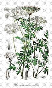 Attēlu rezultāti vaicājumam “Peucedanum oreoselinum leaf”