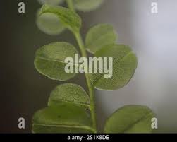 Attēlu rezultāti vaicājumam “Plagiomnium ellipticum”