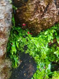 Attēlu rezultāti vaicājumam “Blepharostoma trichophyllum”