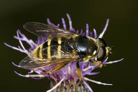 Attēlu rezultāti vaicājumam “Sericomyia silentis”