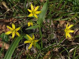 Attēlu rezultāti vaicājumam “Gagea lutea”