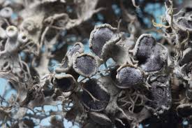 Attēlu rezultāti vaicājumam “Anaptychia ciliaris”